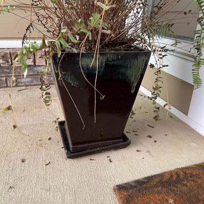 Pair of Kimberly Queen Ferns in Pottery Plant Pots (Y-RG)