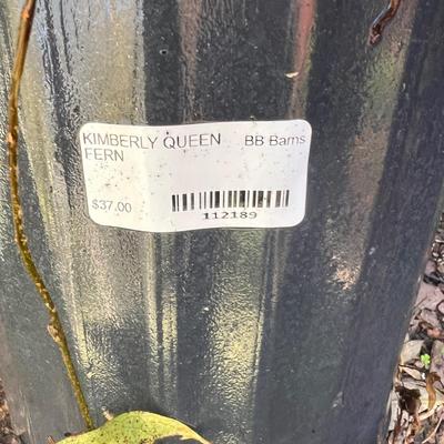 Pair of Kimberly Queen Ferns in Pottery Plant Pots (Y-RG)