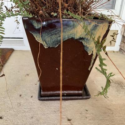 Pair of Kimberly Queen Ferns in Pottery Plant Pots (Y-RG)