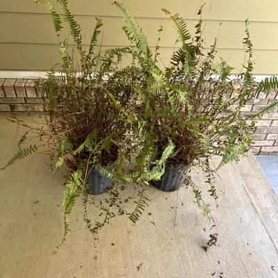 Pair of Kimberly Queen Ferns in Pottery Plant Pots (Y-RG)