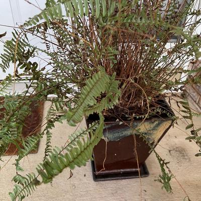 Pair of Kimberly Queen Ferns in Pottery Plant Pots (Y-RG)