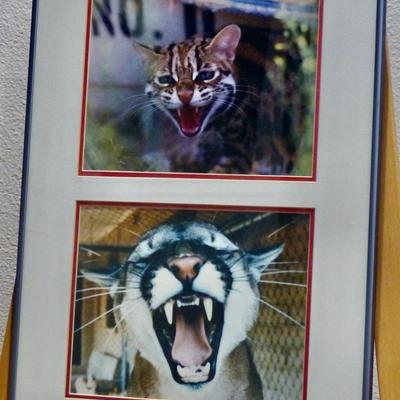 "Taji teeth"