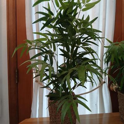 Two Faux bamboo plants in baskets - brand new with tags