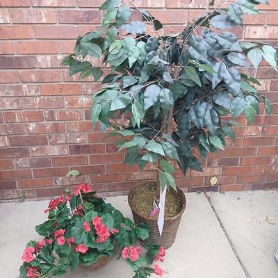 Faux houseplants 6' Ficus tree and red flowers in a basket