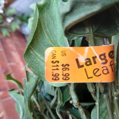 Faux plants with tags still on - large leaf, ferns and grasses