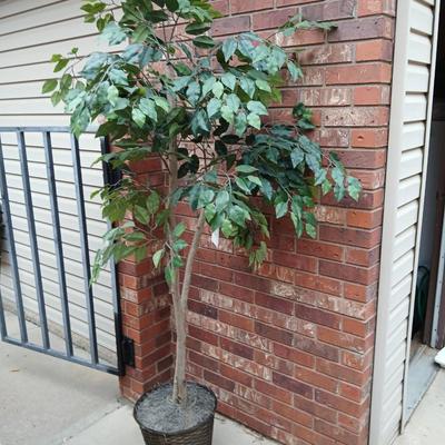 Brand new Faux 6' Ficus tree