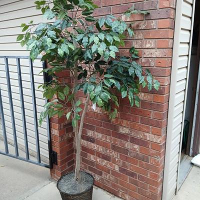 Brand new Faux 6' Ficus tree