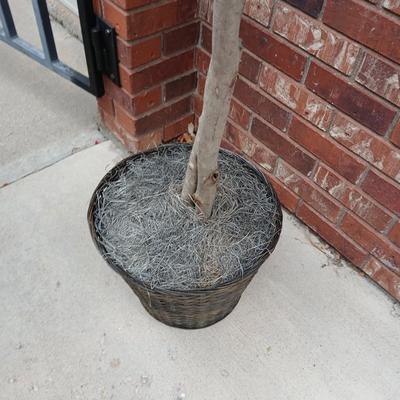 Brand new Faux 6' Ficus tree
