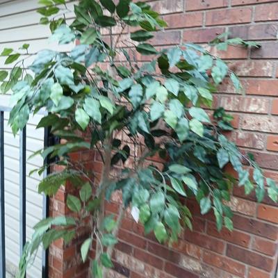 Brand new Faux 6' Ficus tree