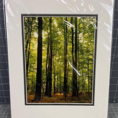 Scared Grove Photograph 