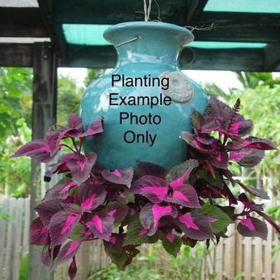 468 Down Under Terracotta Hanging Planter