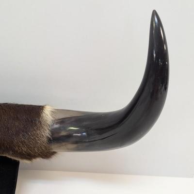 Vintage Dual Mounted Polished Bull Horns