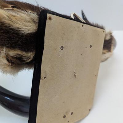 Vintage Dual Mounted Polished Bull Horns