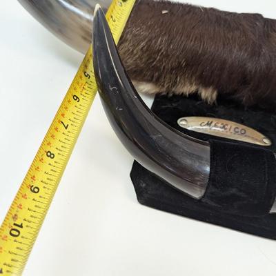 Vintage Dual Mounted Polished Bull Horns