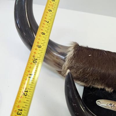 Vintage Dual Mounted Polished Bull Horns