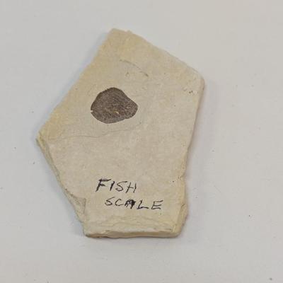 Fish Scale Fossil