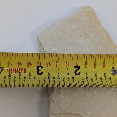 Fish Scale Fossil