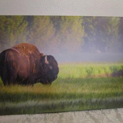 Buffalo in field canvas picture
