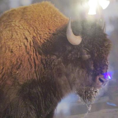 Buffalo in snow picture