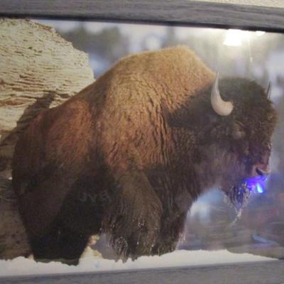 Buffalo in snow picture