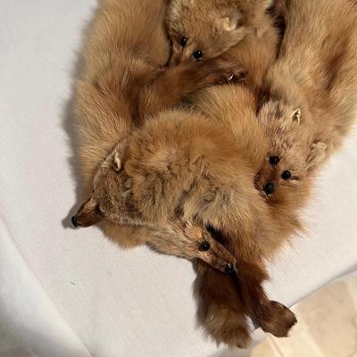 Four Fur Pelts Stole (BD-RG)