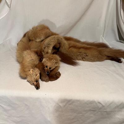 Four Fur Pelts Stole (BD-RG)