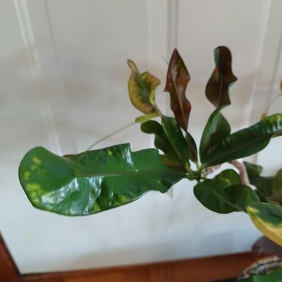 Living potted houseplant - Live Ant plant in basket and pot