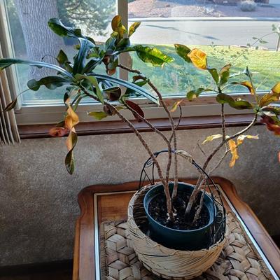 Living potted houseplant - Live Ant plant in basket and pot
