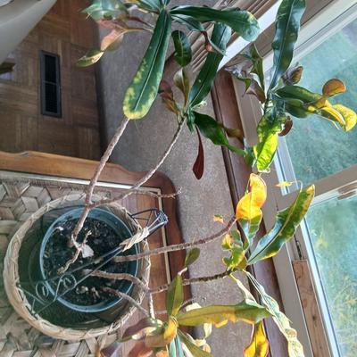 Living potted houseplant - Live Ant plant in basket and pot
