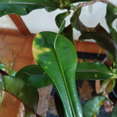 Living potted houseplant - Live Ant plant in basket and pot