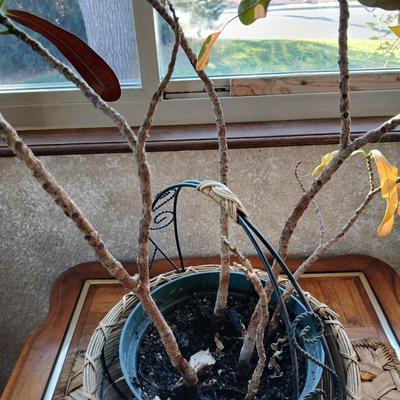 Living potted houseplant - Live Ant plant in basket and pot