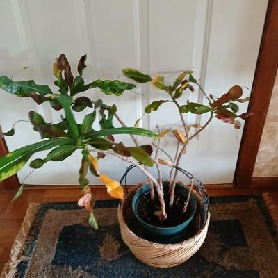 Living potted houseplant - Live Ant plant in basket and pot