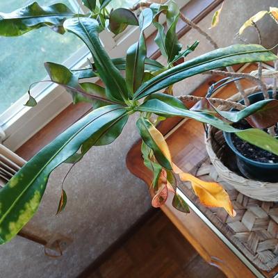 Living potted houseplant - Live Ant plant in basket and pot