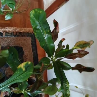 Living potted houseplant - Live Ant plant in basket and pot