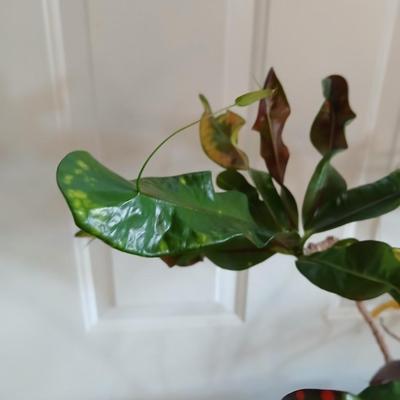 Living potted houseplant - Live Ant plant in basket and pot