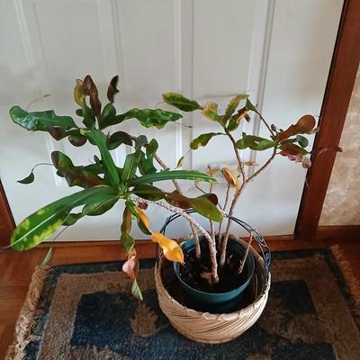 Living potted houseplant - Live Ant plant in basket and pot