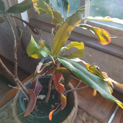 Living potted houseplant - Live Ant plant in basket and pot
