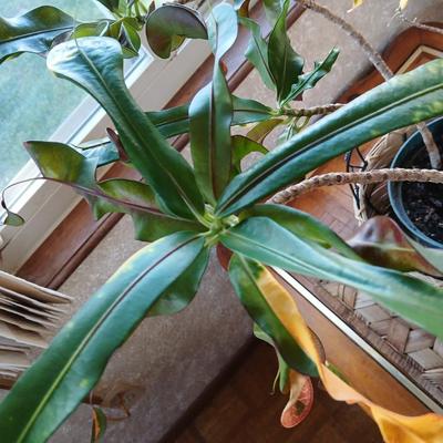 Living potted houseplant - Live Ant plant in basket and pot