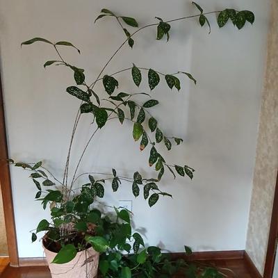 Two Living, potted houseplants - Long Pathos vine in the same pot as a Hoya? -LIVE PLANTS