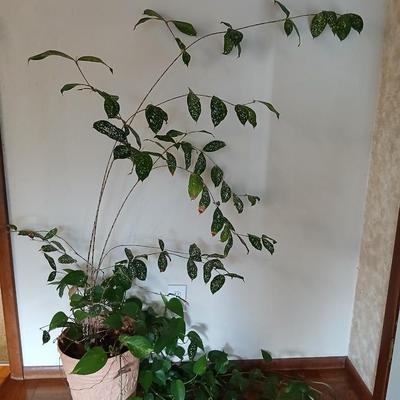 Two Living, potted houseplants - Long Pathos vine in the same pot as a Hoya? -LIVE PLANTS