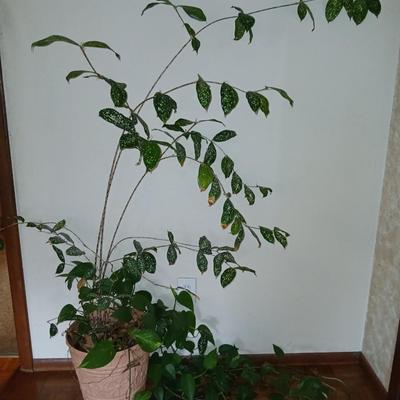 Two Living, potted houseplants - Long Pathos vine in the same pot as a Hoya? -LIVE PLANTS