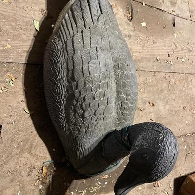 Many duck decoys