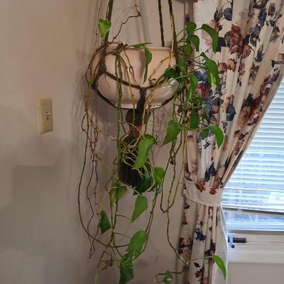 Live plant! Macramé hanging Large ceramic flowerpot with a Pathos plant that needs a little love!