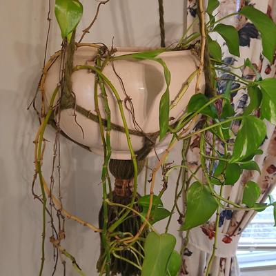 Live plant! Macramé hanging Large ceramic flowerpot with a Pathos plant that needs a little love!