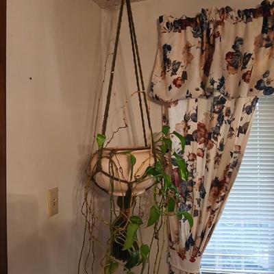 Live plant! Macramé hanging Large ceramic flowerpot with a Pathos plant that needs a little love!