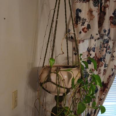 Live plant! Macramé hanging Large ceramic flowerpot with a Pathos plant that needs a little love!
