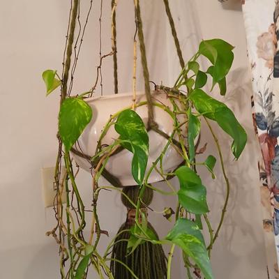 Live plant! Macramé hanging Large ceramic flowerpot with a Pathos plant that needs a little love!