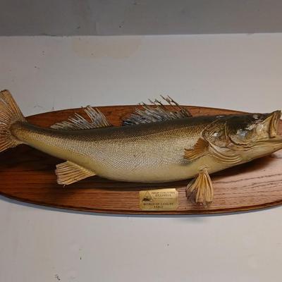 Vintage taxidermy fish wall mount High country Billard's world of leisure table