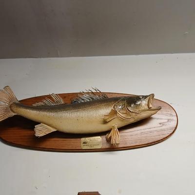Vintage taxidermy fish wall mount High country Billard's world of leisure table