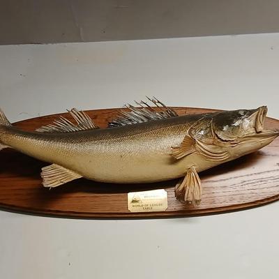 Vintage taxidermy fish wall mount High country Billard's world of leisure table